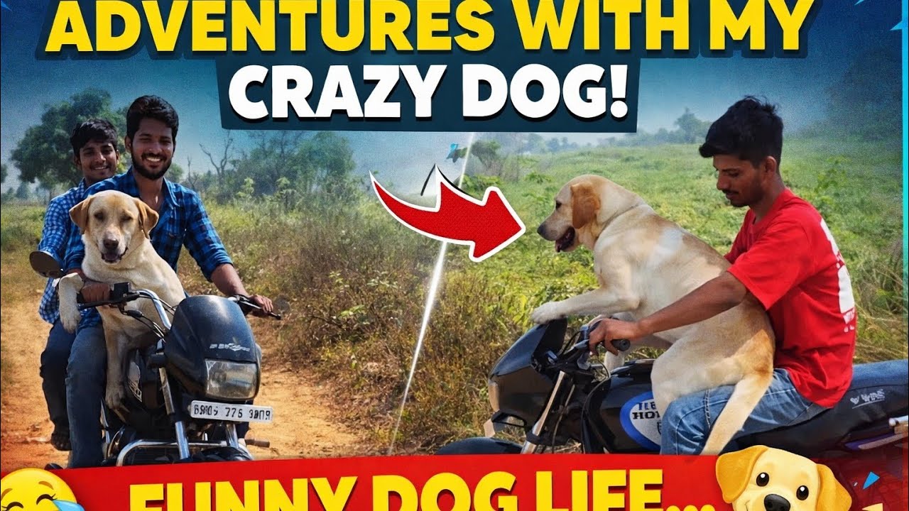🐶 Dog Bana Rider! Bike Par Sabse Alag Safar 😲 @VikasChaudhary110v 