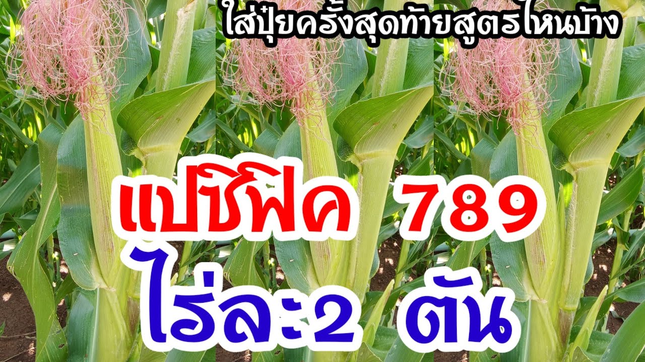 ข้าวโพดเลี้ยงสัตว์ไร่ละ 2 ตัน ควรใส่ปุ๋ยสูตรไหนและผสมปุ๋ยยังไงดูคลิปค่ะ