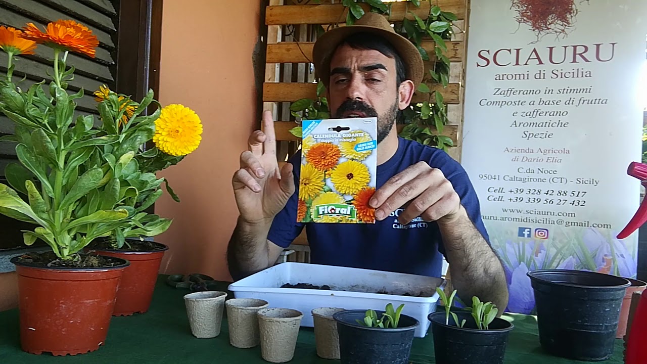 semina e coltivazione della Calendula