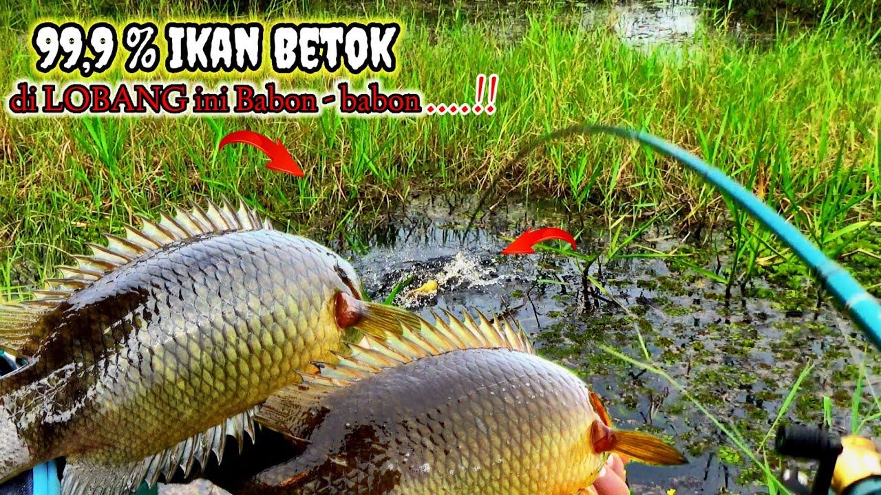 Gila ...‼️ternyata rawa ini di penuhi ikan betok babon & purba#mancingliar 