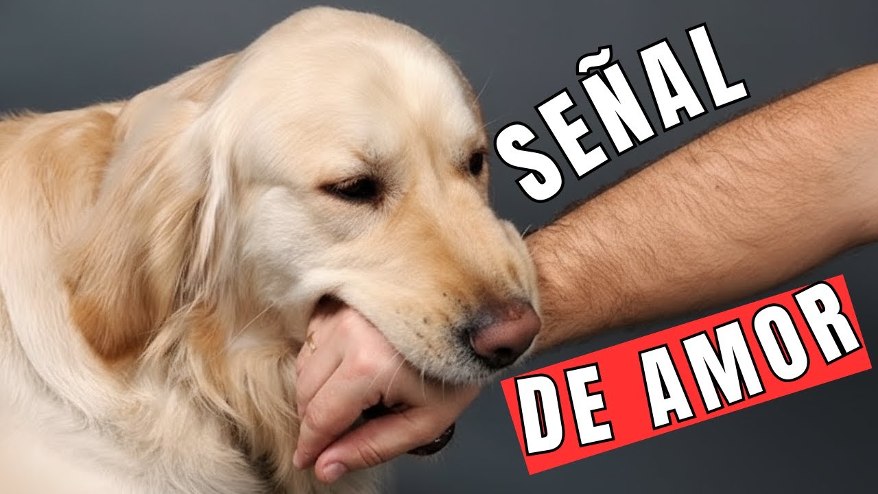 7 Señales de que TU PERRO ha tomado cariño por ti no todos los dueños de perros