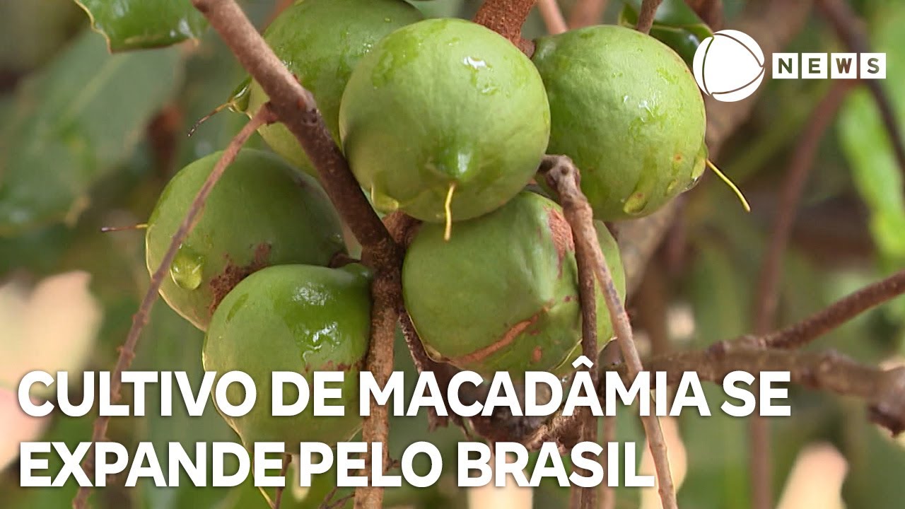 Cultivo de macadâmia se expande pelo Brasil