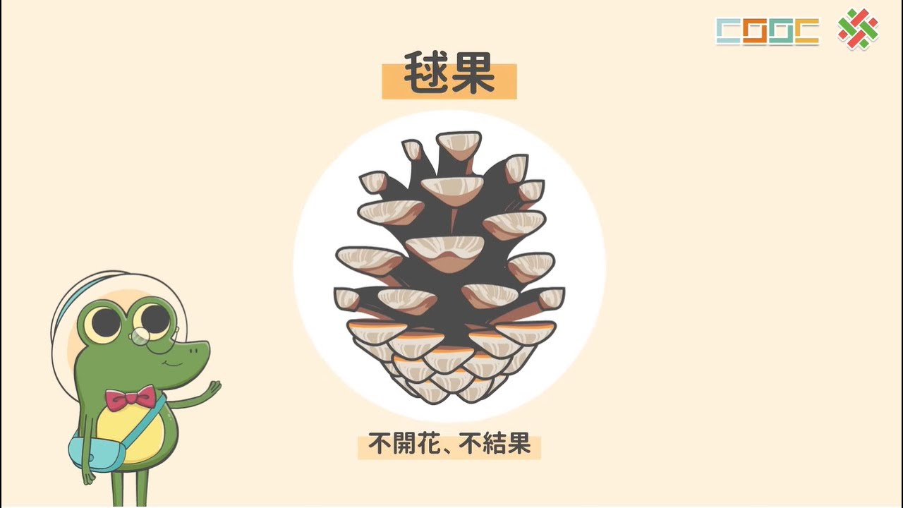 108新課綱｜七下生物｜【觀念】植物界－種子植物 1 (裸子植物)