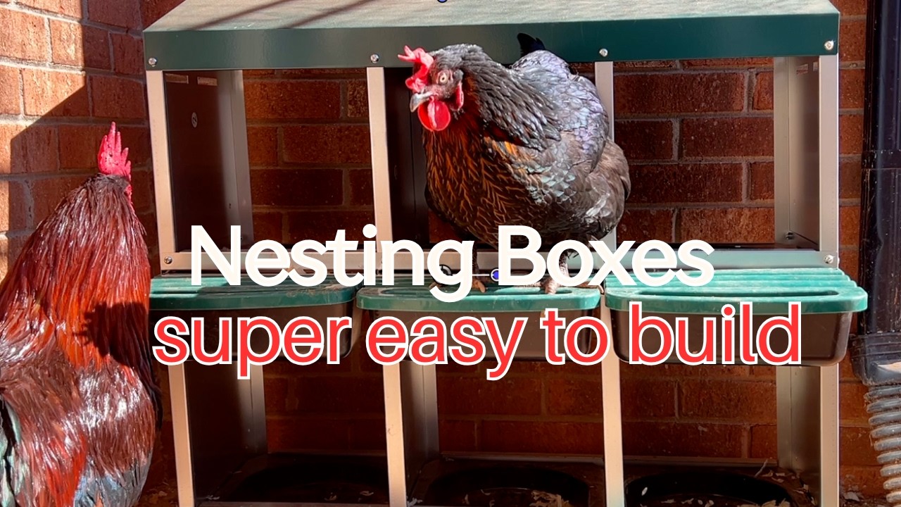 Egg laying just got even better with their new GARVEE nesting box! #garvee #GarveeNestingBox