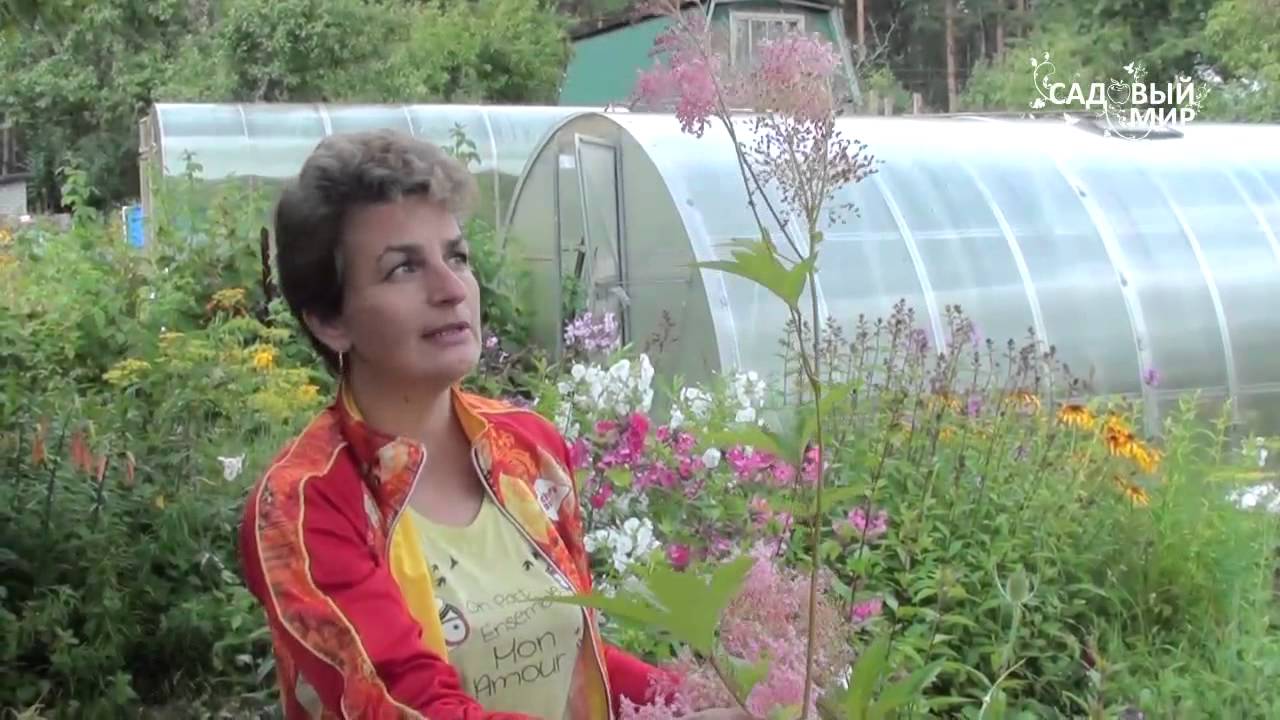 Неприхотливые цветы для сада  Лабазник. Сайт 