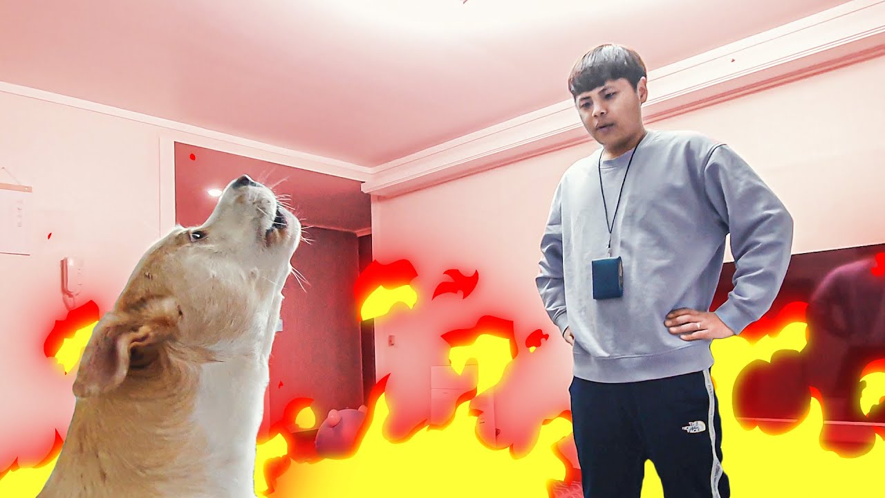 주인이랑 말싸움하는 강아지ㅋㅋㅋ 한마디도 안짐.