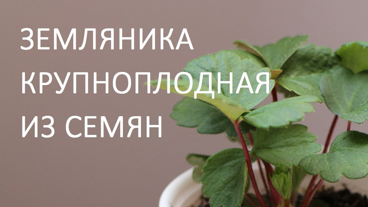 Земляника крупноплодная из семян: Елизавета, Тристар, Гигантелла