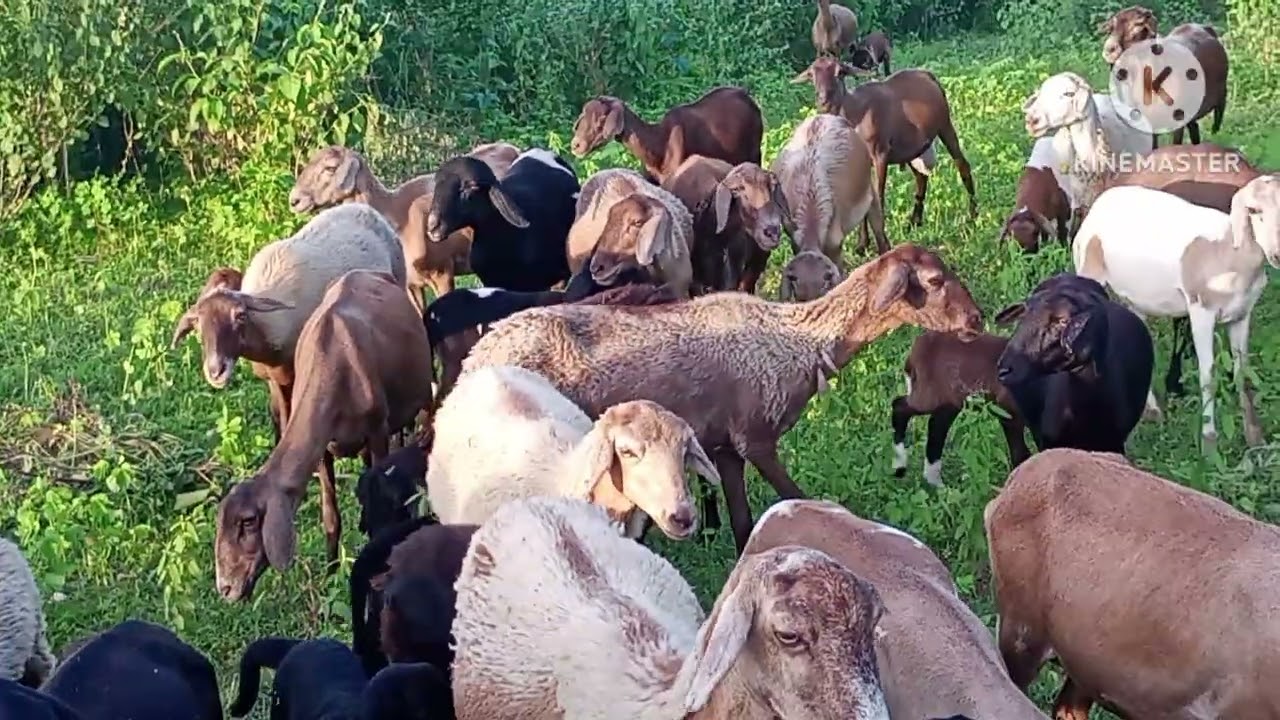 Tardezinha na labuta da fazenda 🌞🌵🐂