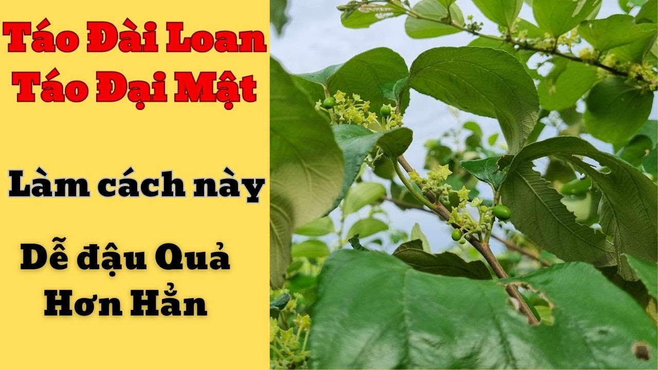 Táo Đài Loan Sai Quả Bất Ngờ Vì Làm Theo Cách Này