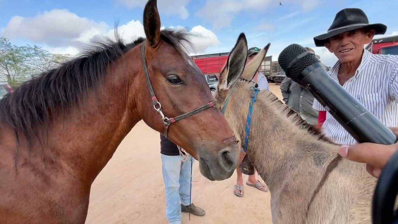 Feira de Cavalos em senador Rui palmeira - AL 24 - 09 - 2024 