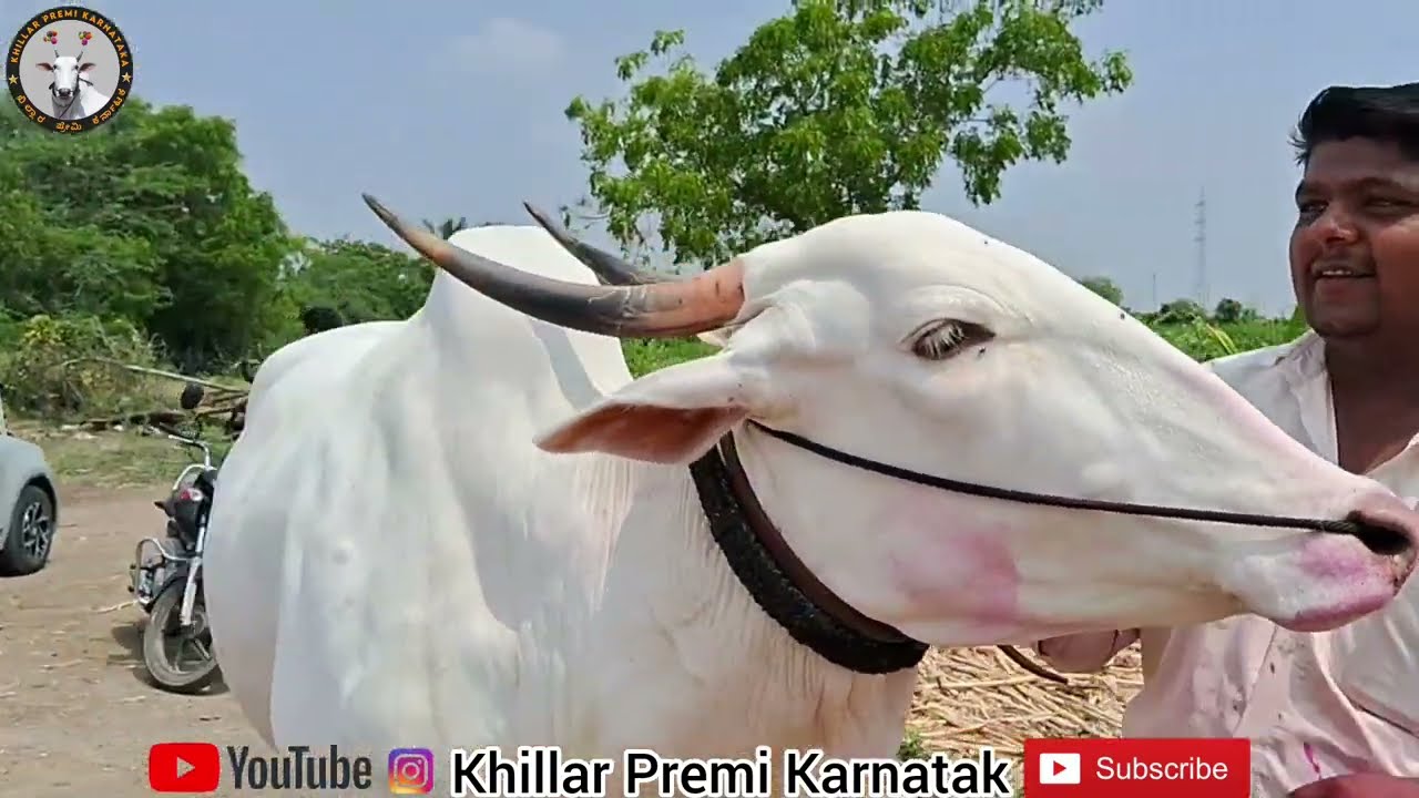 ಫಾರುಕ ಮುಲ್ಲಾ ಅವರ ಖಿಲ್ಲಾರಿ ಆಕಳ ಮಣಕು faruq mulla khillar cow 🙏♥️✌️M.No:9686174453