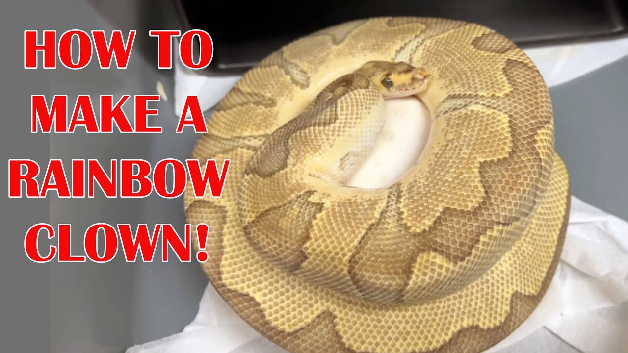 RAINBOW CLOWN BALL PYTHONS IN THE FUTURE?