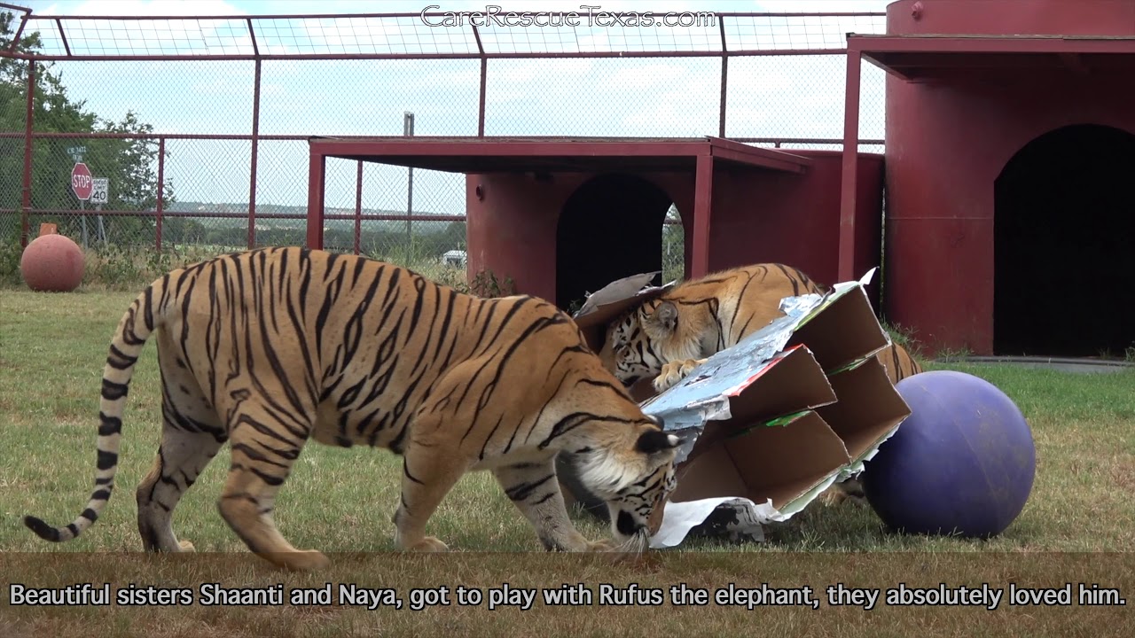 SOS Enrichment - CARE Rescue Texas