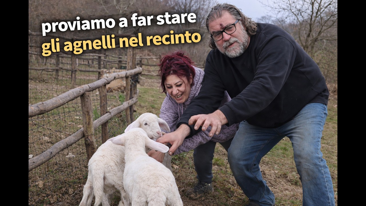 PROVIAMO A METTERE GLI AGNELLINI NEL RECINTO #animali #montagna #vitainmontagna #natura