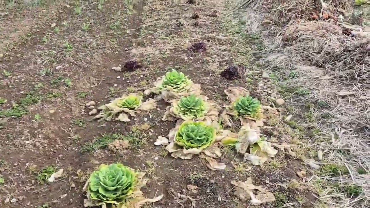 2026 03 01 텃발 풍경입니다