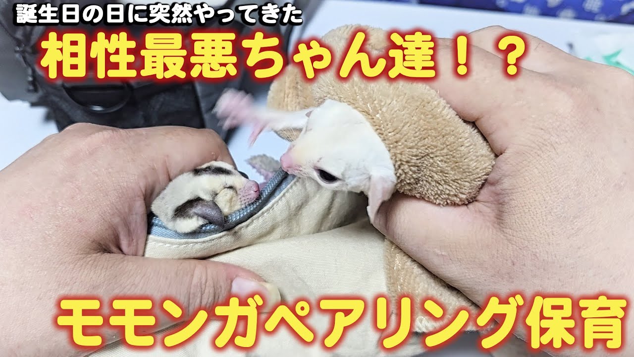 相性最悪！？取っ組み合いモモンガのペアリング保育