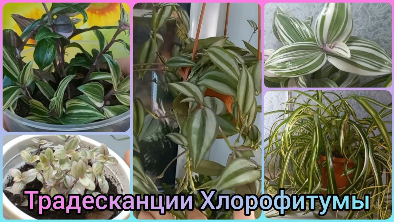 Неприхотливый новичок🌱ТРАДЕСКАНЦИИ🌹🌱ХЛОРОФИТУМЫ🌹Обзор🌱Омоложение🌹Зебрина🌱Нанук🌹Каллизия🌱Рео🌹Бонни🌱