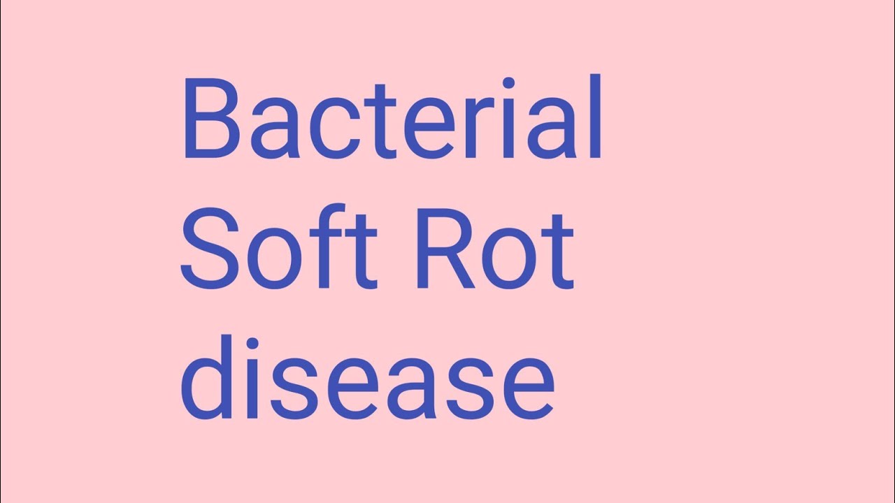 Bacterial Soft Rot