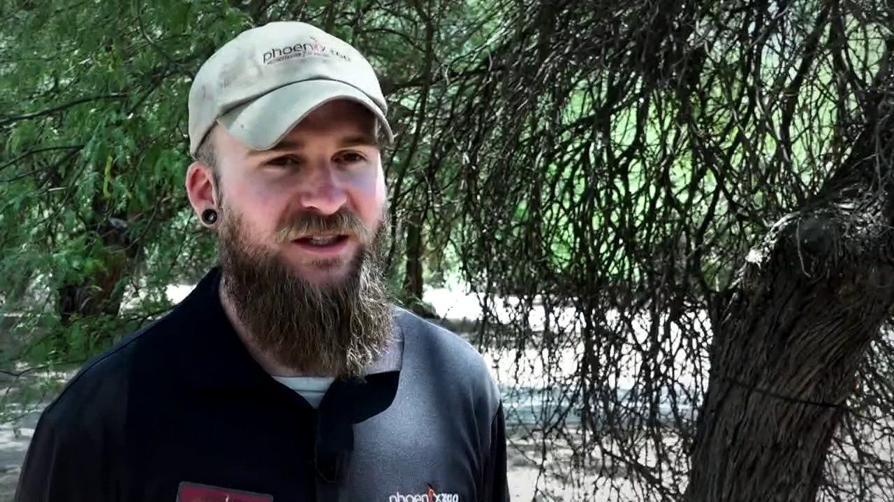 10 most dangerous bugs in Arizona
