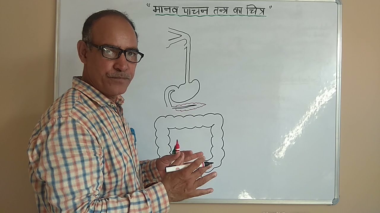 मानव पाचन तंत्र का चित्र (Diagram of Digestive System)