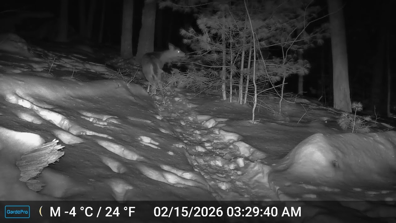 Ashland Trail Cam: 2/15/26 Deer b