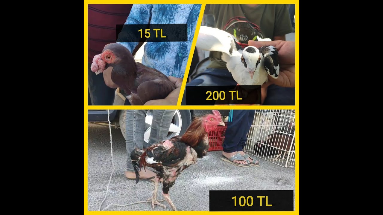 GÜVERCİN VE TAVUK PAZARI GEZME (KİLİS)