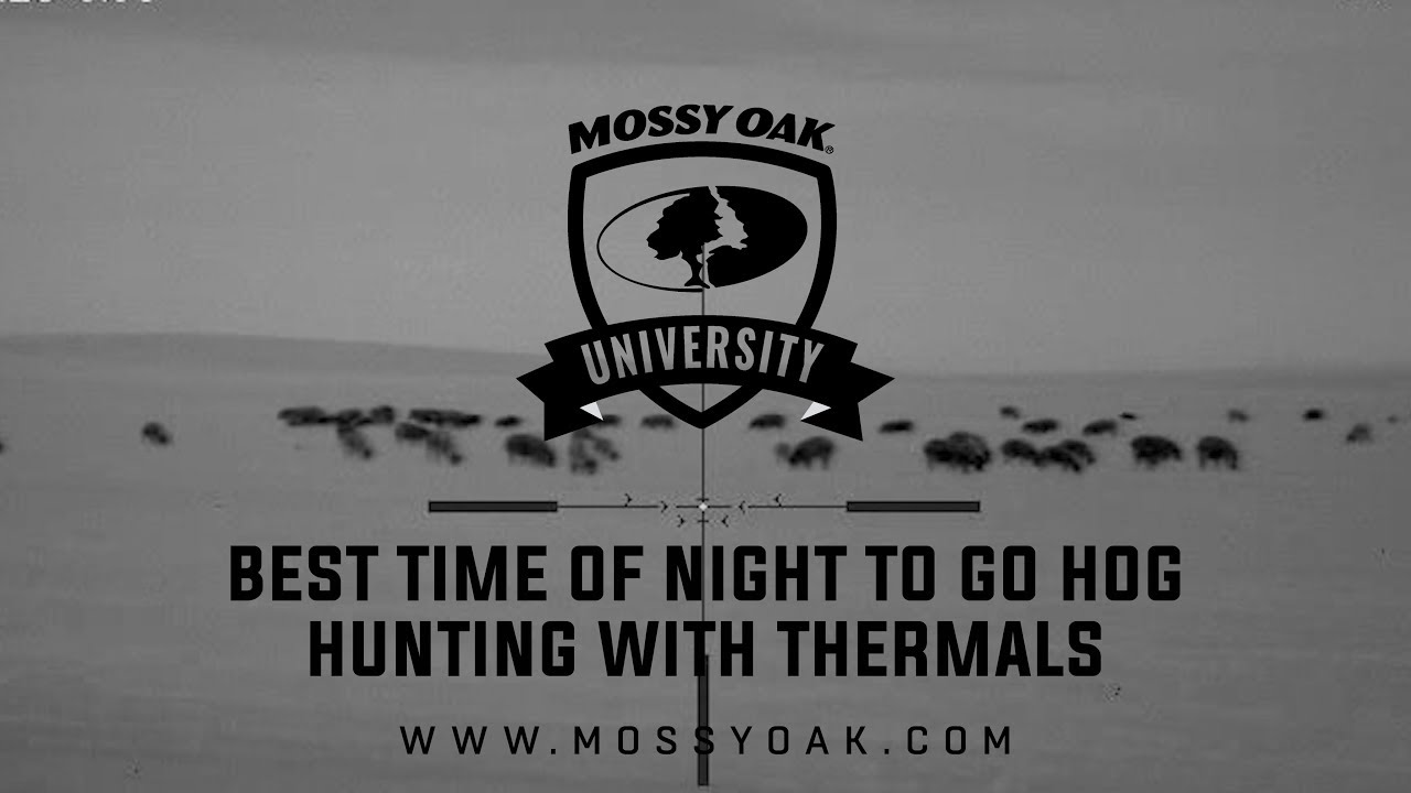 Best Time of Night to Hog Hunt with Thermal Night Vision
