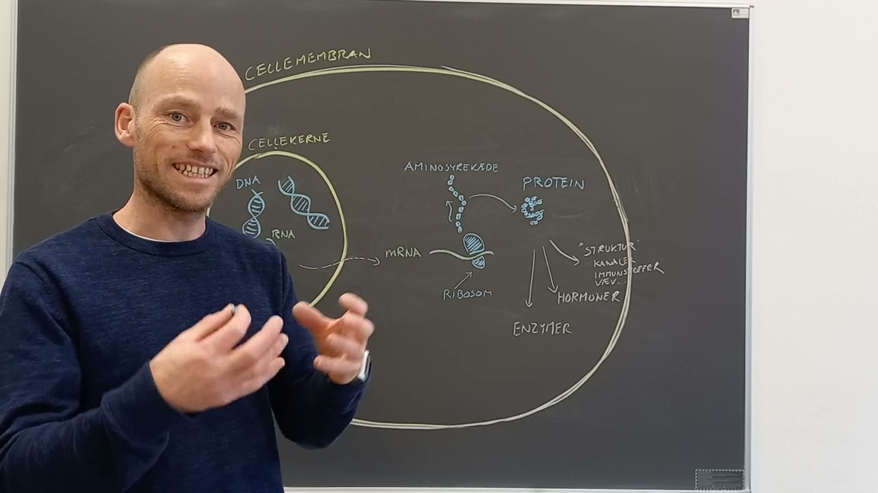 Proteinsyntesen kort fortalt