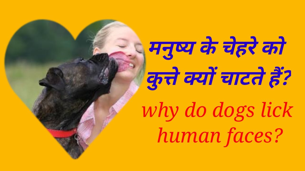 why do dogs lick human faces?,  मनुष्य के चेहरे को कुत्ते क्यों चाटते हैं?