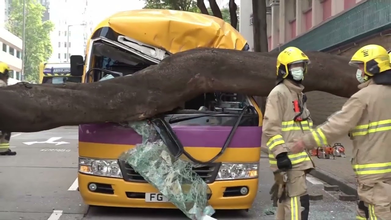 Narrow Escape as Massive Tree Falls on Vehicles | HKIBC News