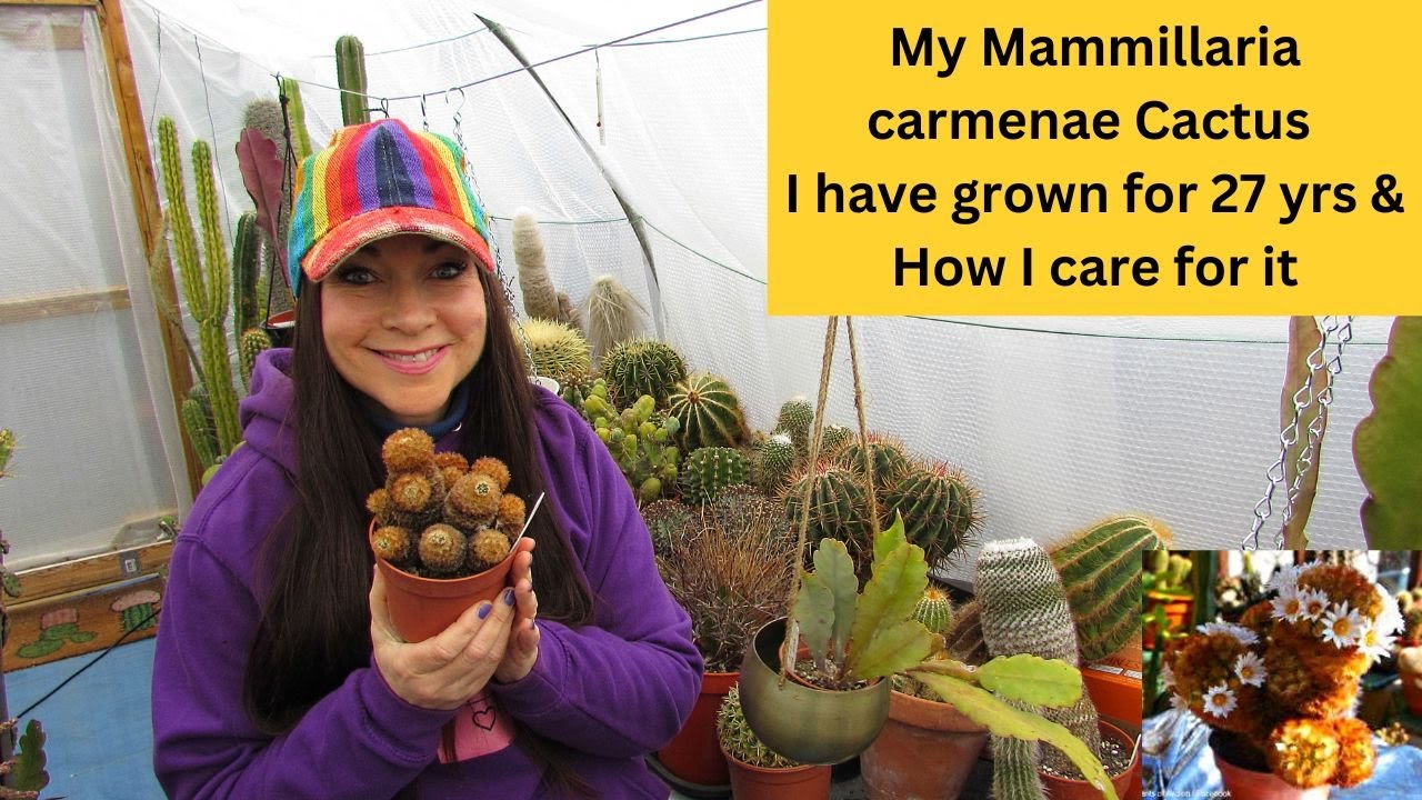 My Mammillaria carmenae Cactus I have Grown for 27 Yrs & How I Care for it  #cacti #cactus