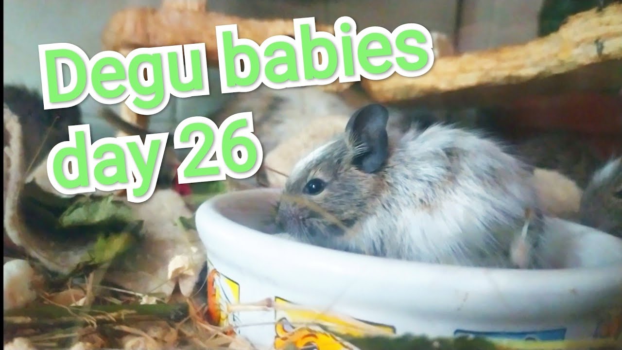 Degu babies day 26 🐿️🐿️🐿️