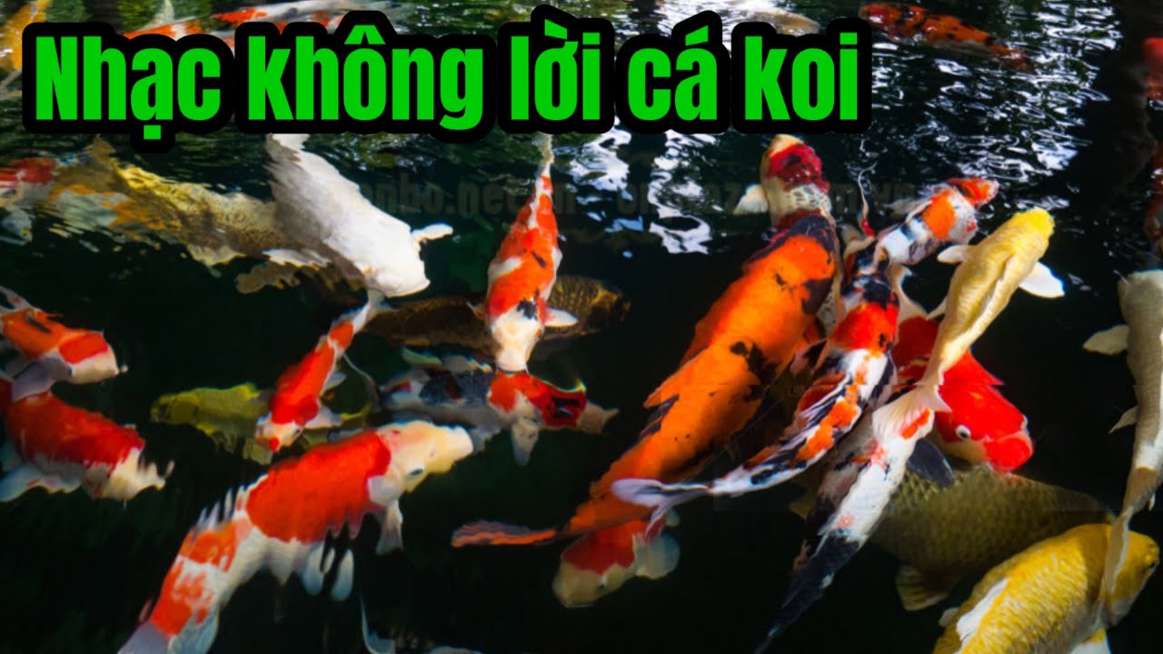 Nhạc kh&ocirc;ng lời hay nhất | nhạc c&aacute; koi | nhạc ph&ograve;ng tr&agrave;
