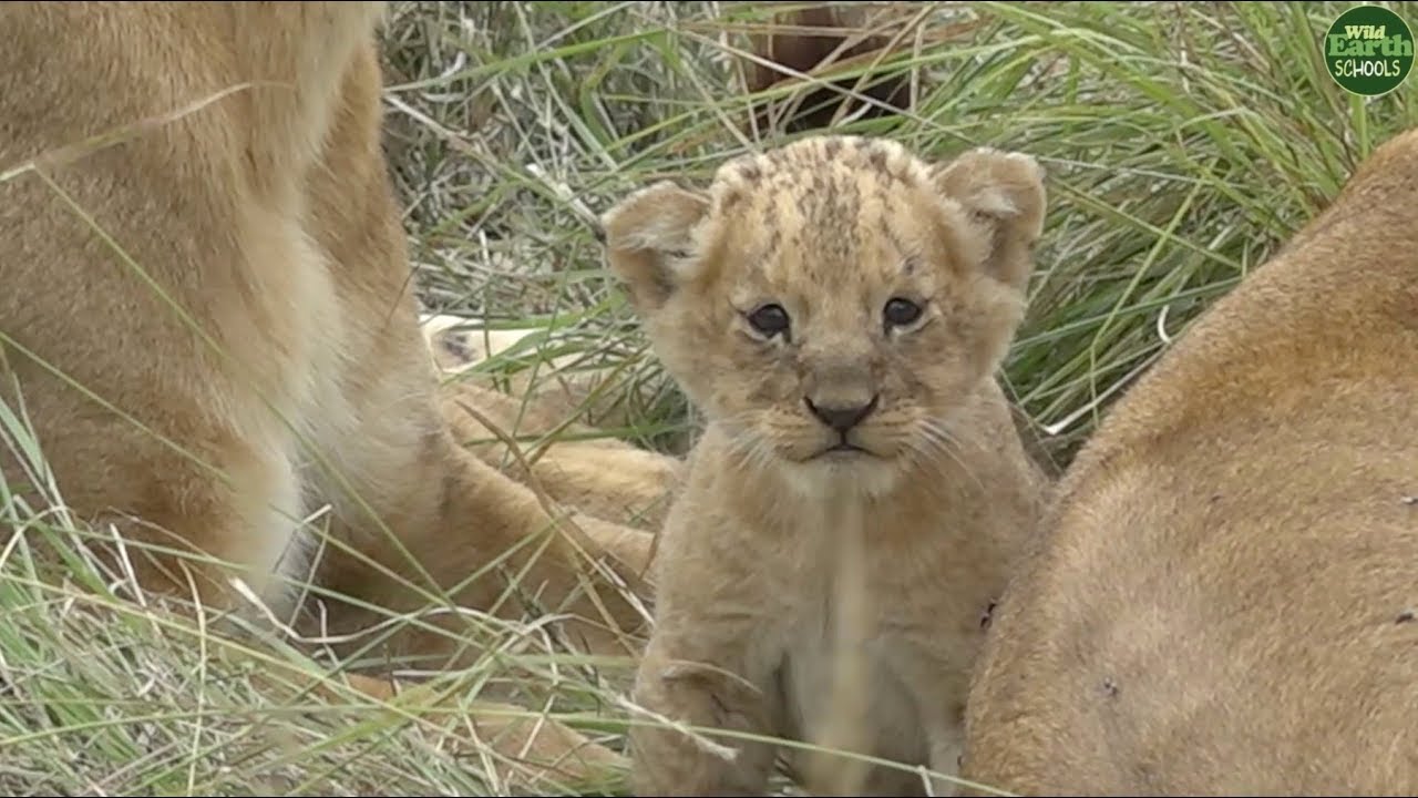 Moment of the Week: Tiny little lion cub meets its family of aunts