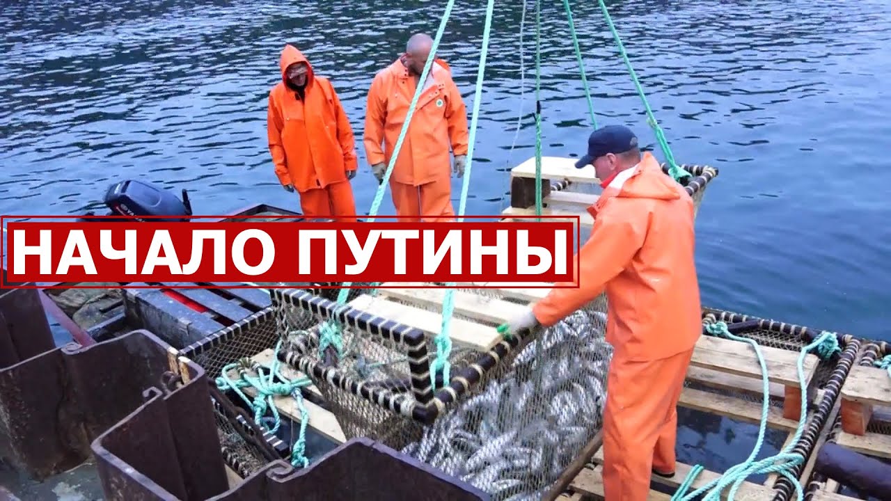 Лососевая путина стартовала!