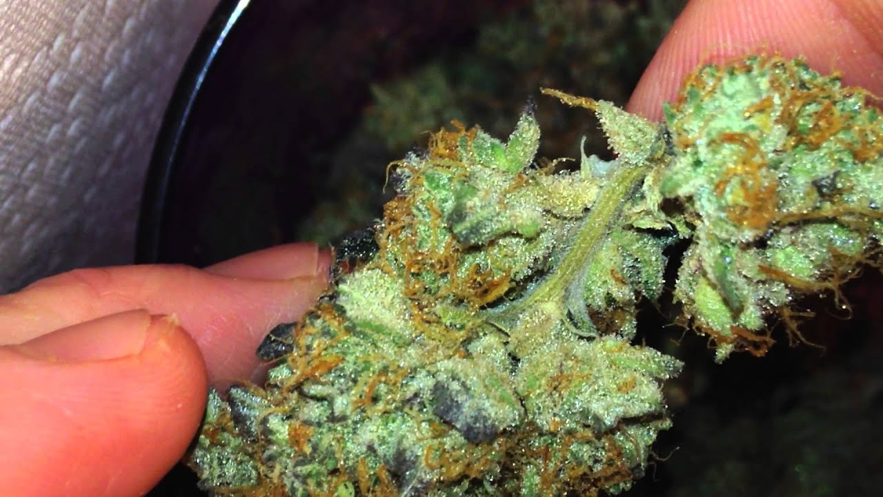Sinmint Cookies Harvest Review