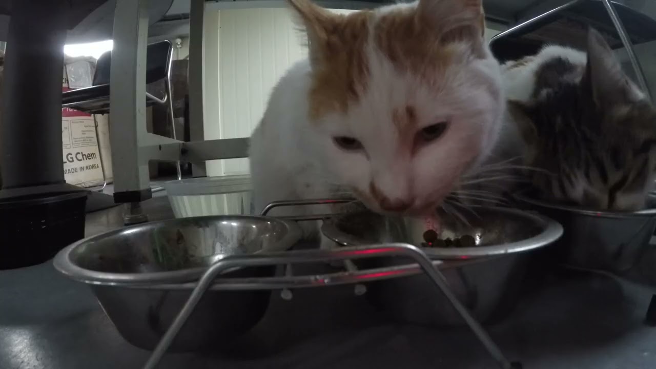 고양이 아침밥 차려주기