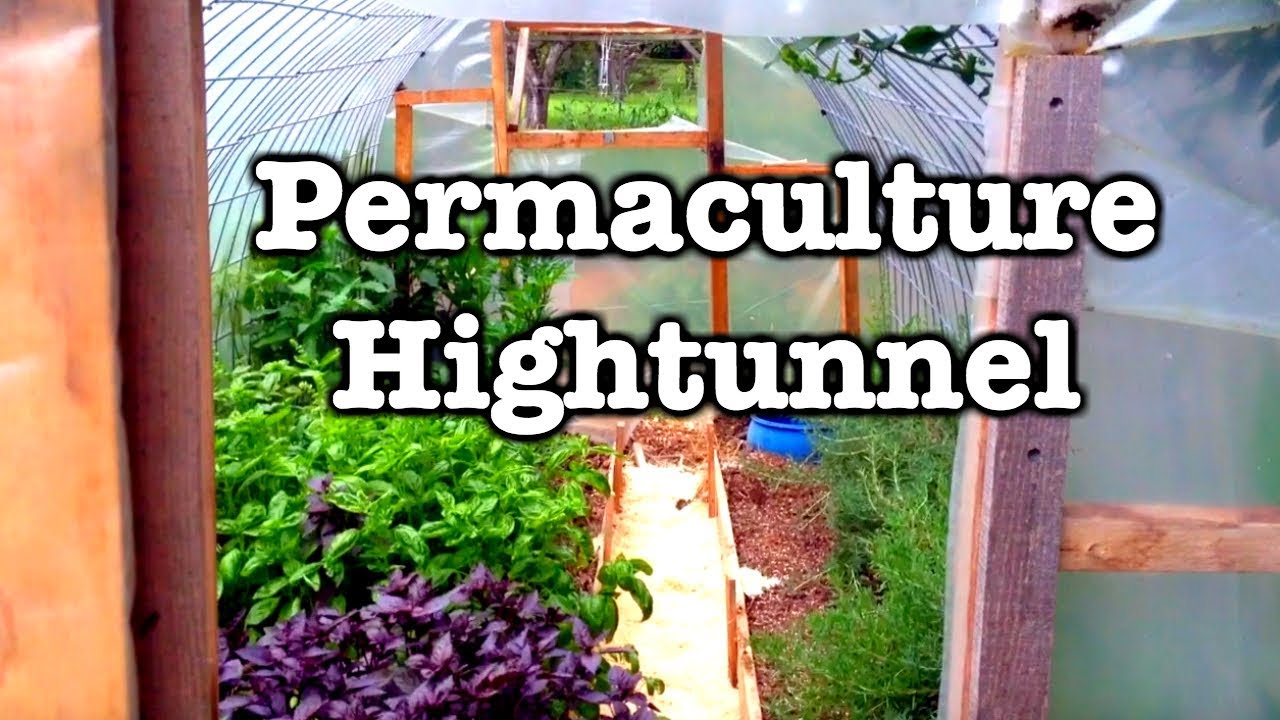 Greenhouse - Crops with almost no watering?