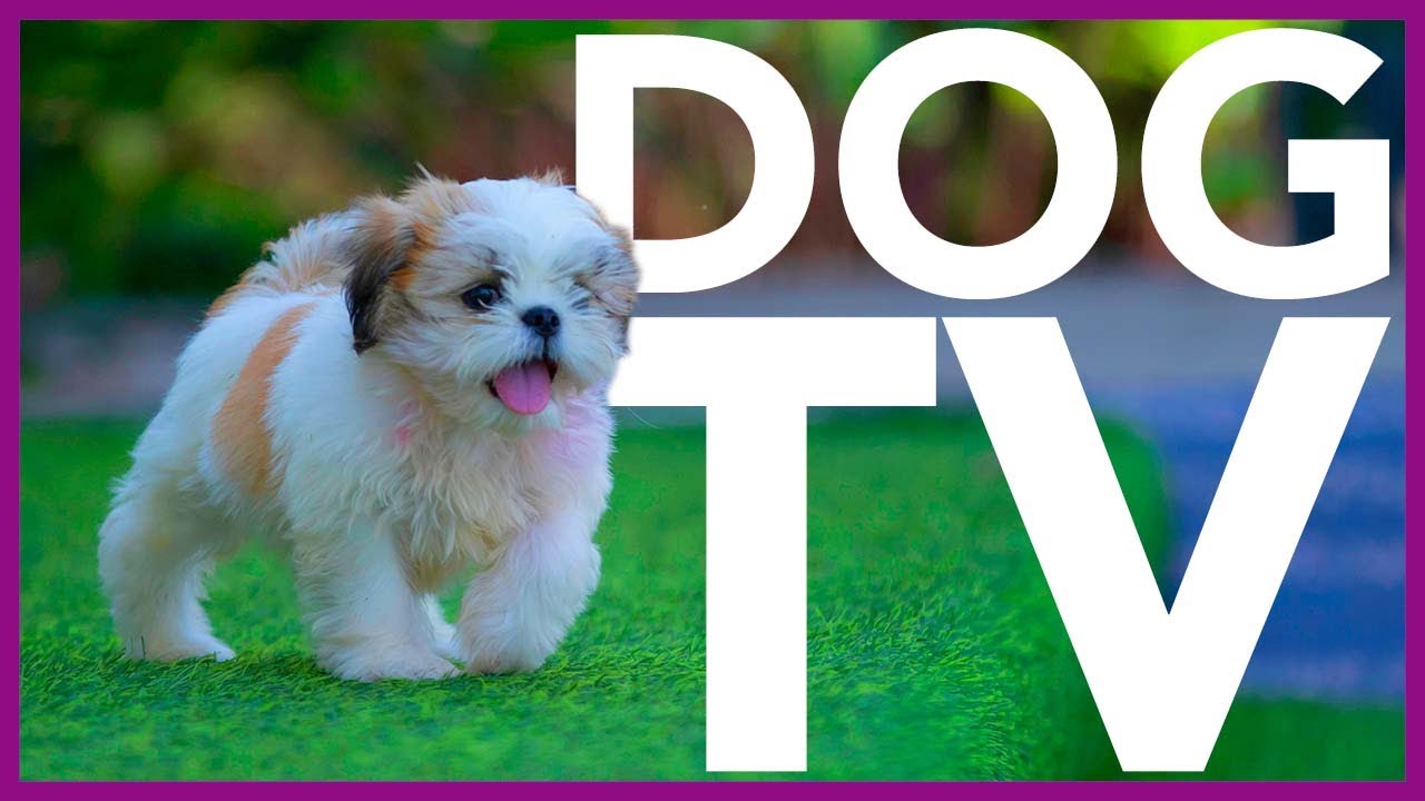 Dog TV - 20 Hours of Forest and Nature Trail Walking for Dogs!