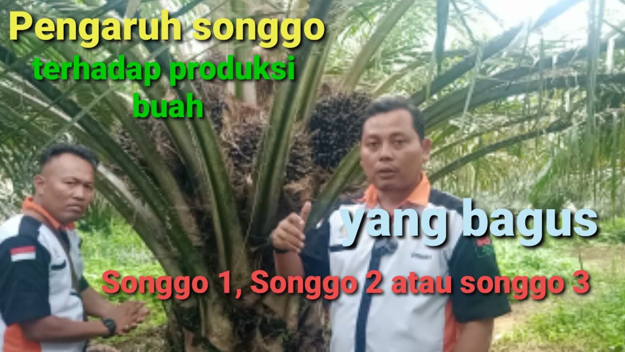 Pengaruh songgo terhadap produksi buah, mana yang bagus songgo 1,2 atau songgo 3