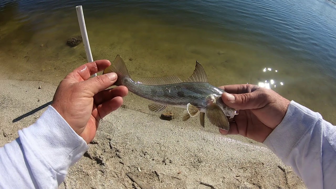 Haulover Canal FECSF Florida Fishing Fun