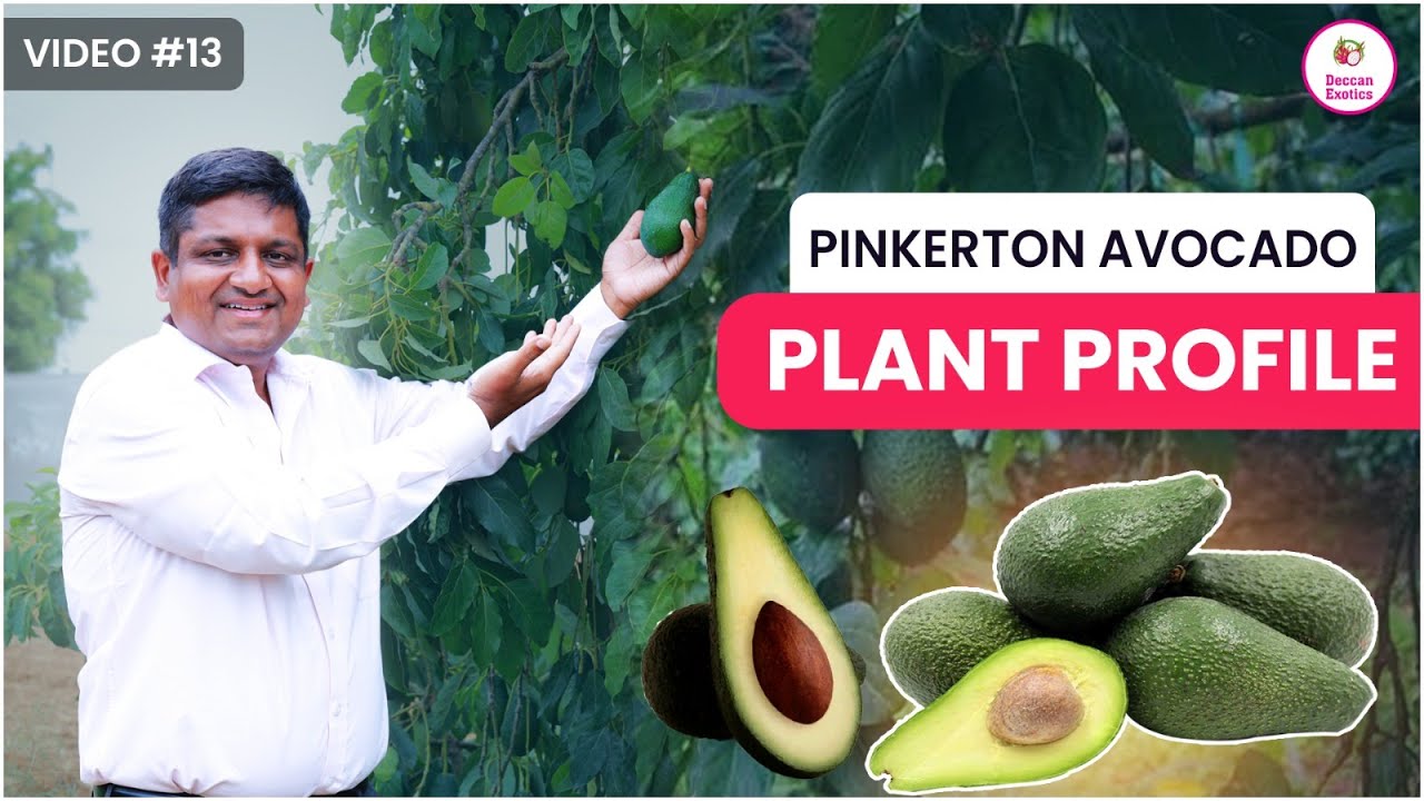 Pinkerton Avocados Information and Facts || Avocado Farming Guide in Hindi || Deccan Exotics
