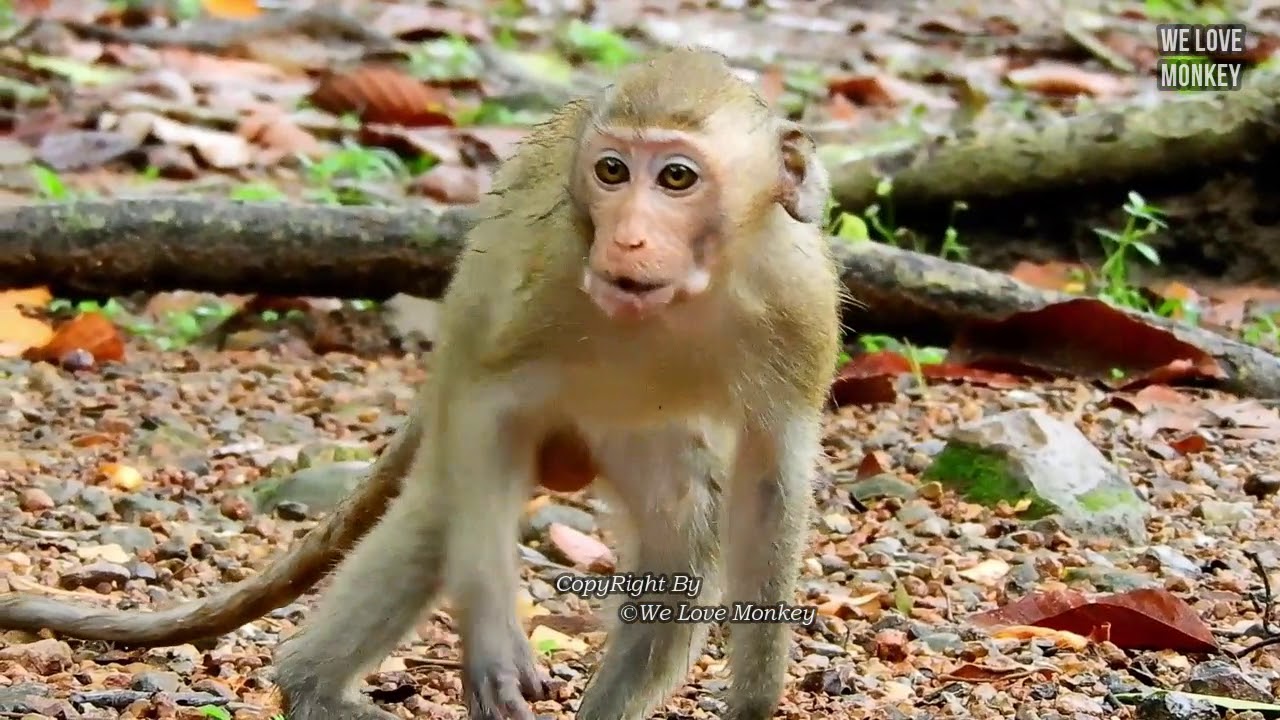 Poor Little Monkey Janna is Always Hungry For Food, Janna Likes Follow Mom Jade And Baby Monkey Jinx