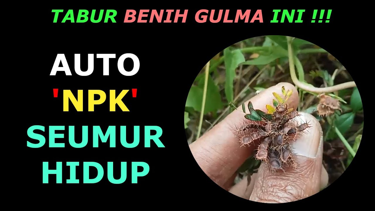 Cara Mengembalikan Kesuburan, Membuat Tanah Subur Kembali Secara Alami Dengan Gulma