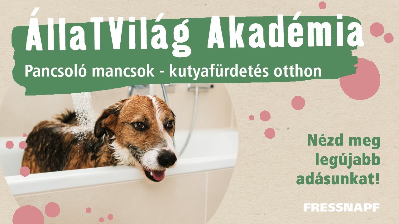 ÁllaTVilág Akadémia - Pancsoló mancsok - kutyafürdetés otthon