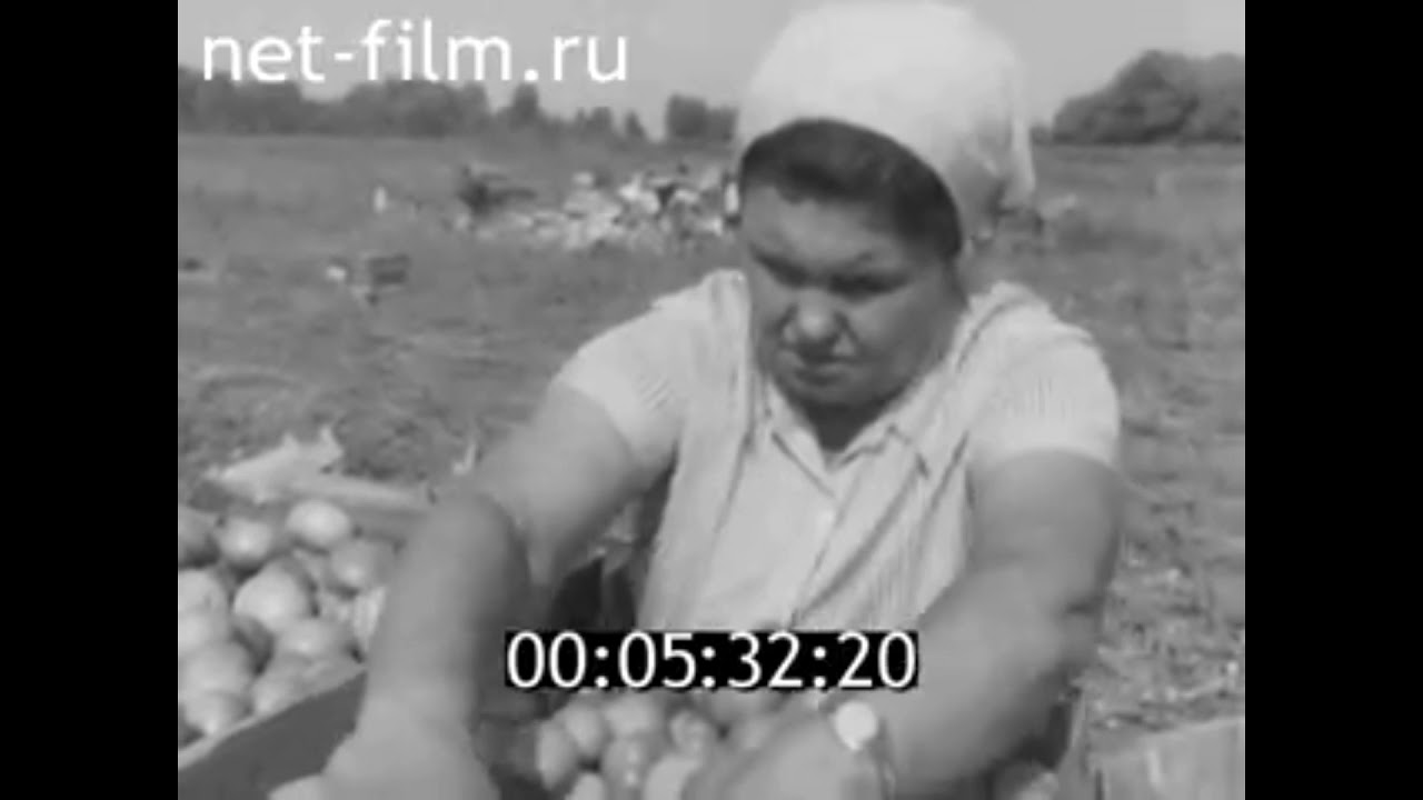 1974г. п.Средняя Ахтуба. колхоз Ахтубинский. Волгоградская обл