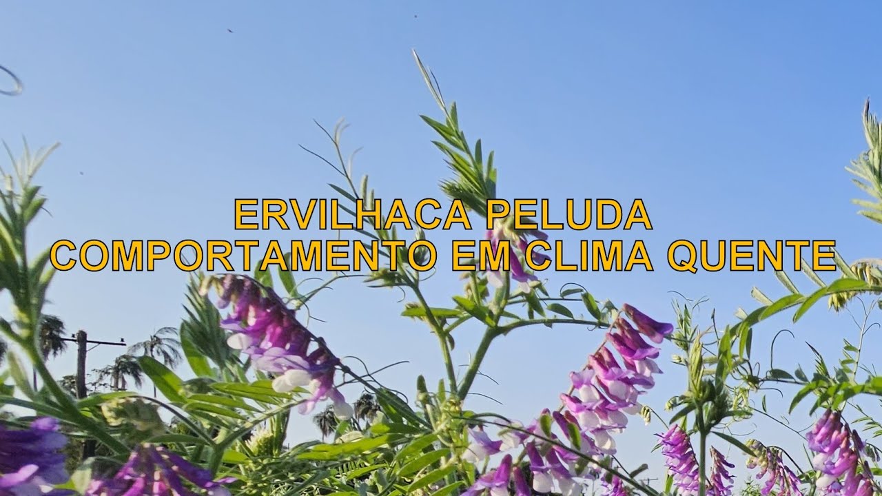 Ervilhaca Peluda; Comportamento em clima quente - 365D