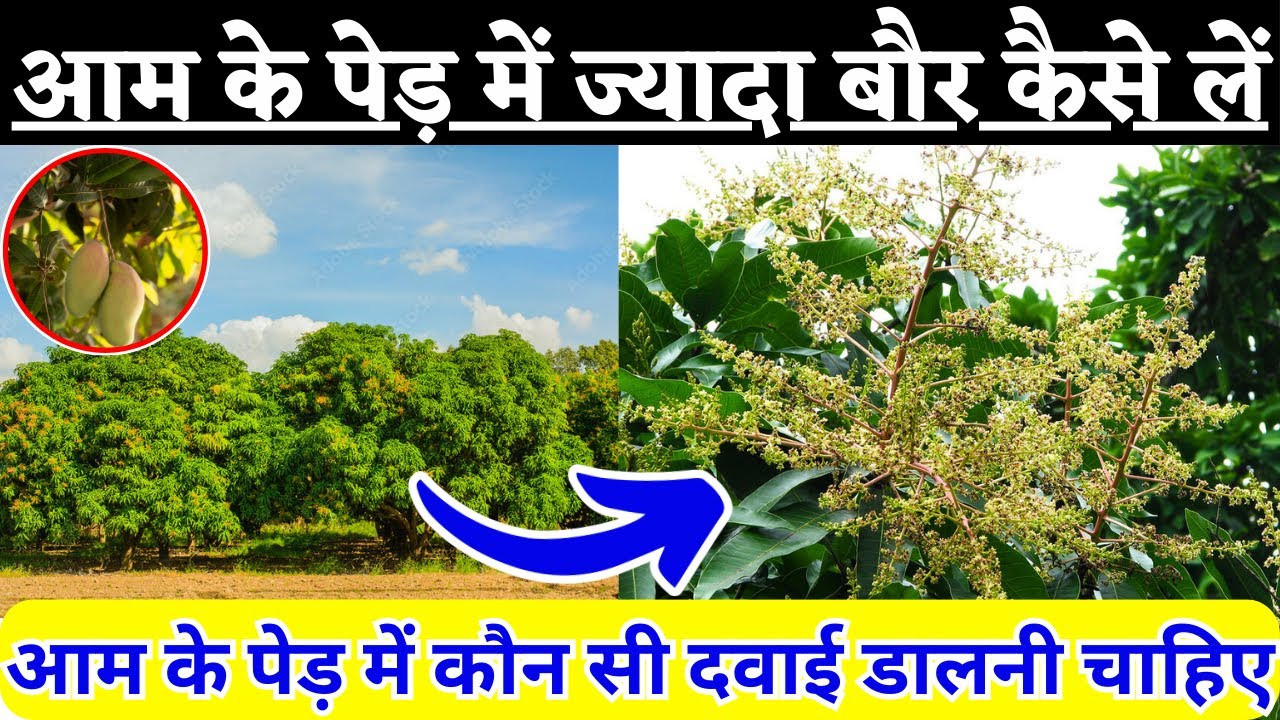 आम के पेड़ में ज्यादा बौर कैसे लें |आम के पेड़ में बौर आते समय कौन सी दवा डालें |aam ke ped me spray