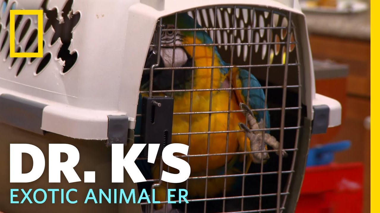 Freaky Feathers | Dr. K's Exotic Animal ER