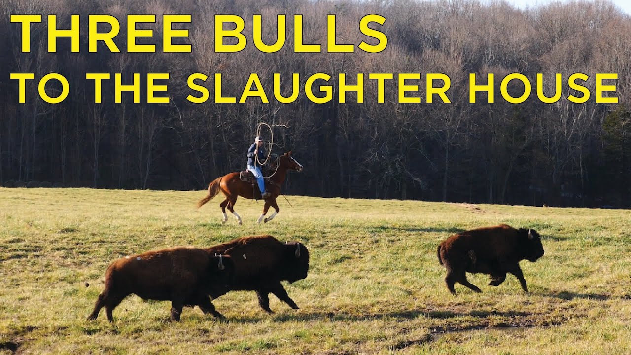 Taking Three Bison Bulls To The Slaughter House